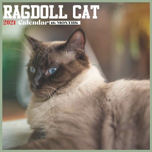 Ragdoll Cat 2021 Calendar : Official Ragdoll Breed Wall Calendar 2021