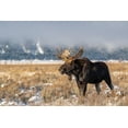 thumbnail image 2 of Garber, Howie 32x23 White Modern Wood Framed Museum Art Print Titled - Bull moose portrait with snowy Grand Teton National Park in background-Wyoming, 2 of 4