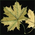 thumbnail image 2 of Goldberger, Jennifer 15x15 Gold Ornate Wood Framed with Double Matting Museum Art Print Titled - Small Tandem Leaves II, 2 of 4