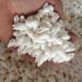 thumbnail image 2 of Bestsky Sea Shells Natural Seashells For Craft Projects Sea Shell Ideal For Aquarium And Diy Decoration Beach Craft Style4, 2 of 2