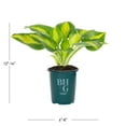 thumbnail image 4 of Better Homes & Gardens 1QT Variegated Hosta Live Perennial Plant Sun 5 -Pack, 4 of 8
