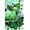 Green Butterfly, variant on Green Butterfly With Clover Shamrock Floral Decoration St.Patrick''s Day Vertical House Flag Farmhouse Holiday Party Outdoor Yard Banner 28" x 40"