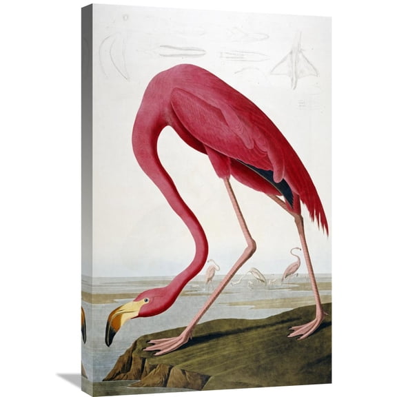 Global Gallery John James Audubon,'American Flamingo' Stretched Canvas Artwork