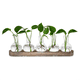thumbnail image 1 of Estación de Propagación Jarrones de Vidrio Decoración: Terrario de 5 Plantas con Bandeja de Madera Lavada en para Sala de Estar Oficina, 1 of 5