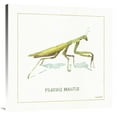 thumbnail image 1 of Global Gallery's 'My Greenhouse Praying Mantis' By Lisa Audit Stretched Canvas Wall Art, 1 of 4
