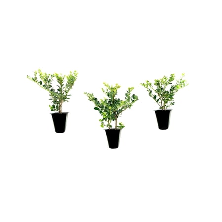 Helleri Holly Shrub | 3 Live Plants I Ilex Cornutal | Compact Evergreen Ideal for Low Borders, Formal Gardens and Ornamental Plantings, Dense, Small Leaves for Refined Look