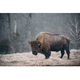 thumbnail image 2 of Mead, Adam 32x23 Black Ornate Wood Framed with Double Matting Museum Art Print Titled - Solitary Bison II, 2 of 4