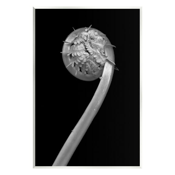Stupell Industries Fiddlehead Fern on Black Botanical & Floral Photography Unframed Art Print Wall Art, 10 x 15