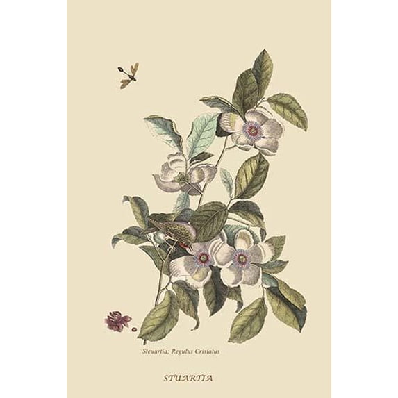 Stuartia - Camellia-Fine Art Canvas Print (20" x 30")
