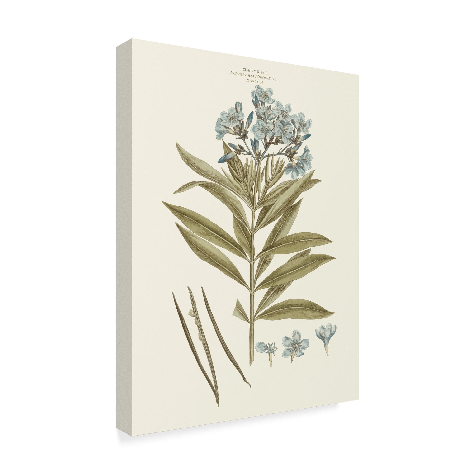 Trademark Fine Art 'Bashful Blue Florals III' Canvas Art by John Miller