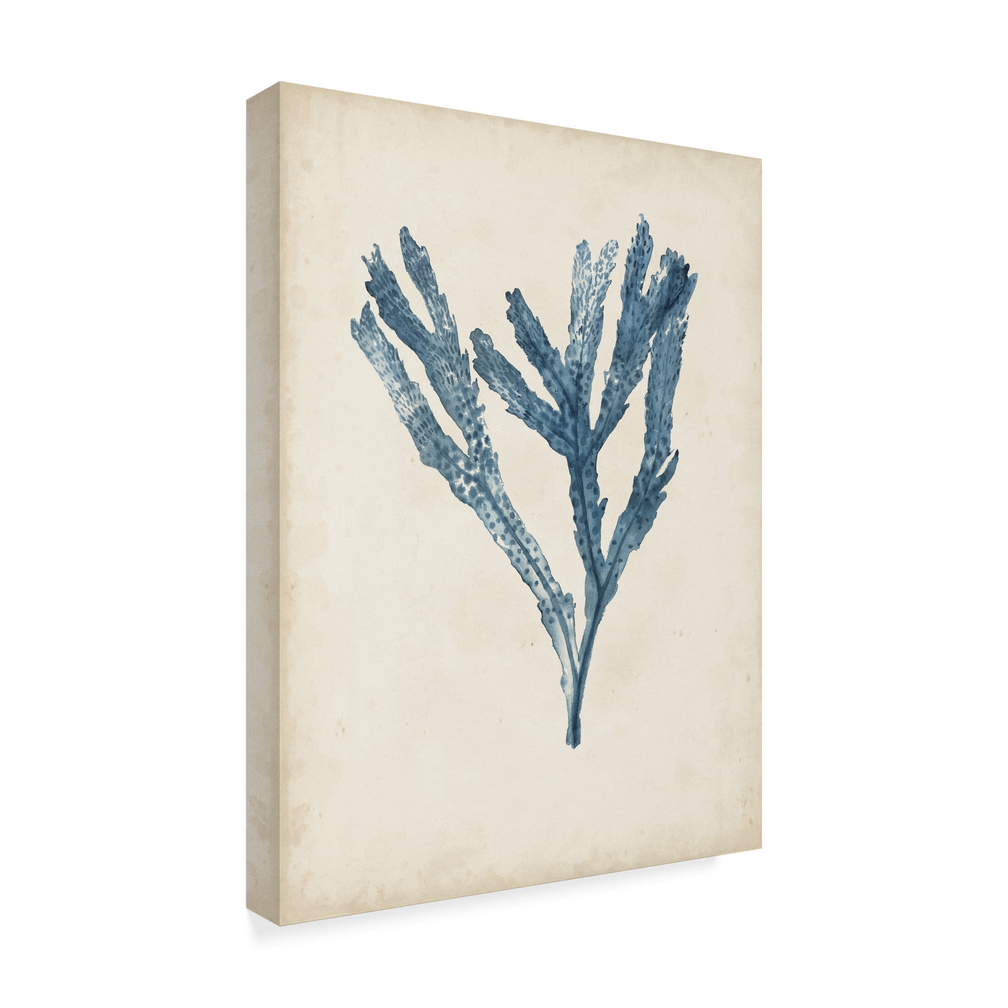 Trademark Fine Art 'Seaweed Specimens I' Canvas Art by Naomi McCavitt