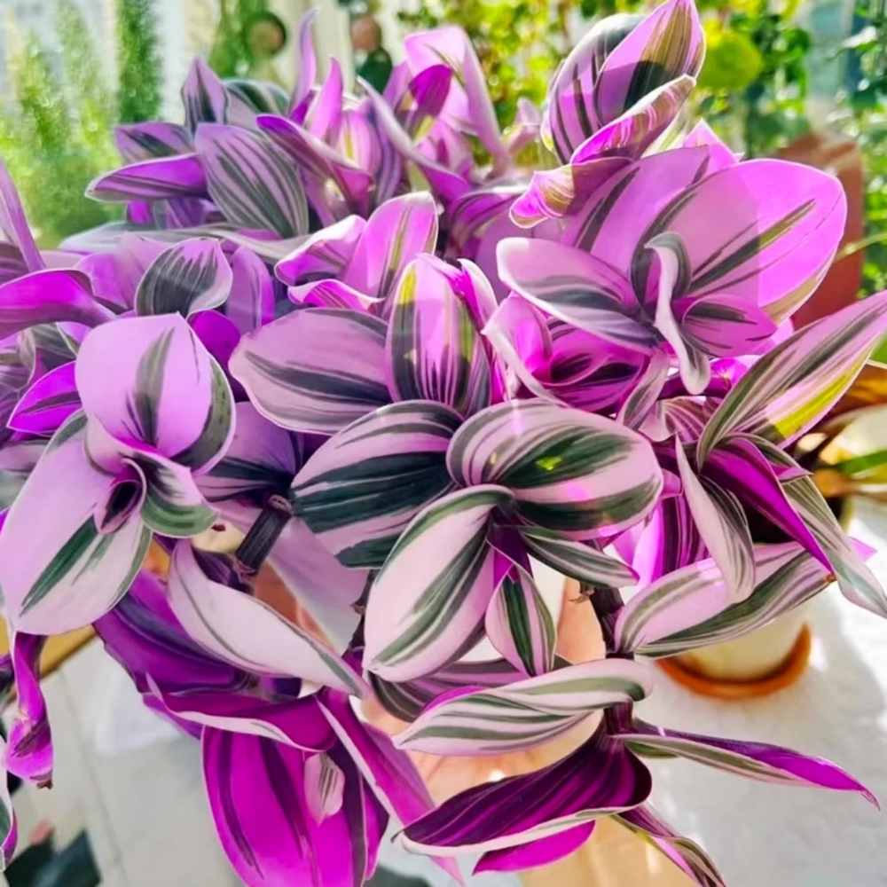 Pink Wandering Jew Live Plant in 2'' Pot, Tradescantia Nanouk Pink Wandering Jew Plants, Jew Plant Live, Live House Plants Indoor Plants
