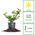 thumbnail image 5 of Blackberry in 1 Gal. Grower's Pot - Thornless - Sweet Fruit, 5 of 6