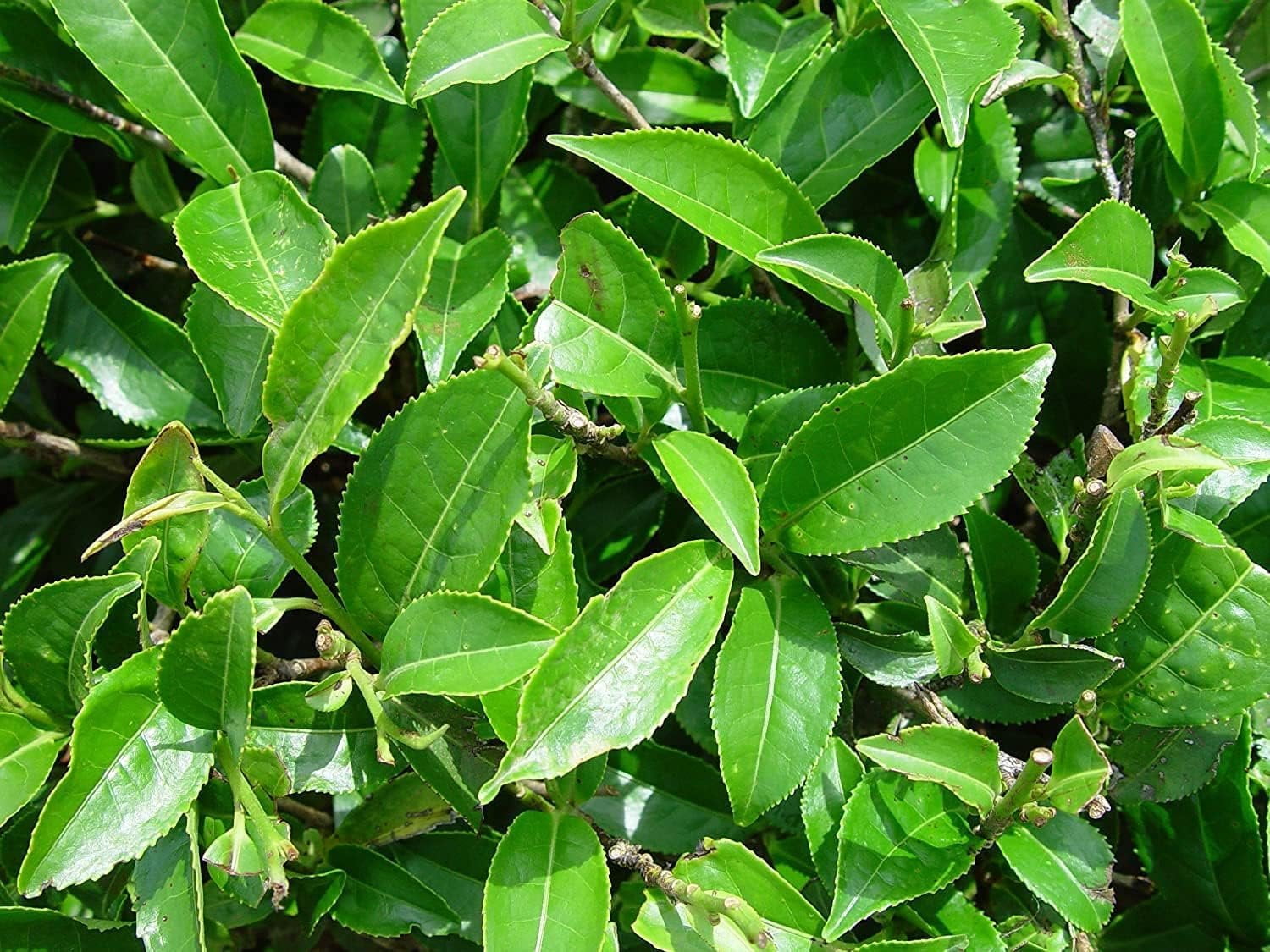 Camellia Sinensis - 4 Inch Container - Large & Beautiful Live Tea Plant - Brew Your Own Black, White, Green & Oolong Tea