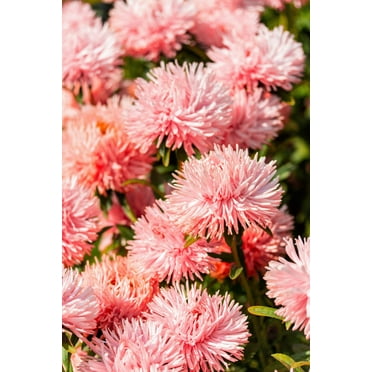 30 SALMON NEEDLE ASTER Callistephus Chinensis Unicom Flower Seeds