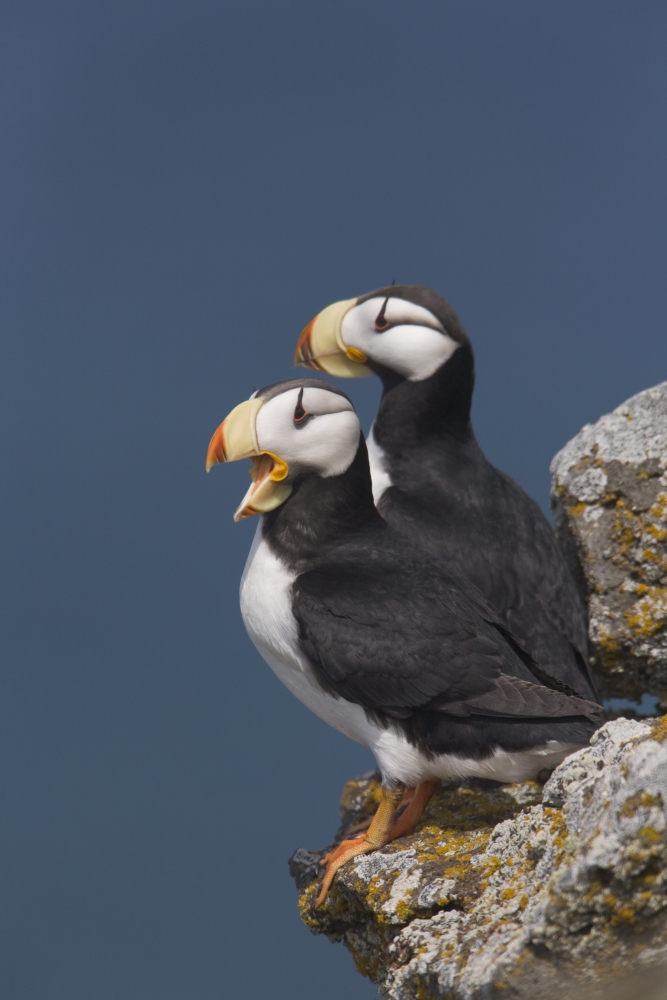Horned Puffin Pair One Yawning Perched On Rock Ledge With The Blue Bering Sea In Background Saint Paul Island Pribilof Islands Bering Sea Southwest Alaska Canvas Art - Milo Burcham  Design Pics (22 x