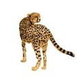 thumbnail image 3 of Warren, Annie 15x15 Black Modern Framed Museum Art Print Titled - Golden Cheetah II, 3 of 5