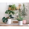 thumbnail image 5 of 10 Inch 12 Inch 14 Inch, Set of 3 Plastic Planter Pots for Plants with Drainage Hole and Seamless Saucers, White Color, XX-Large, 5 of 7