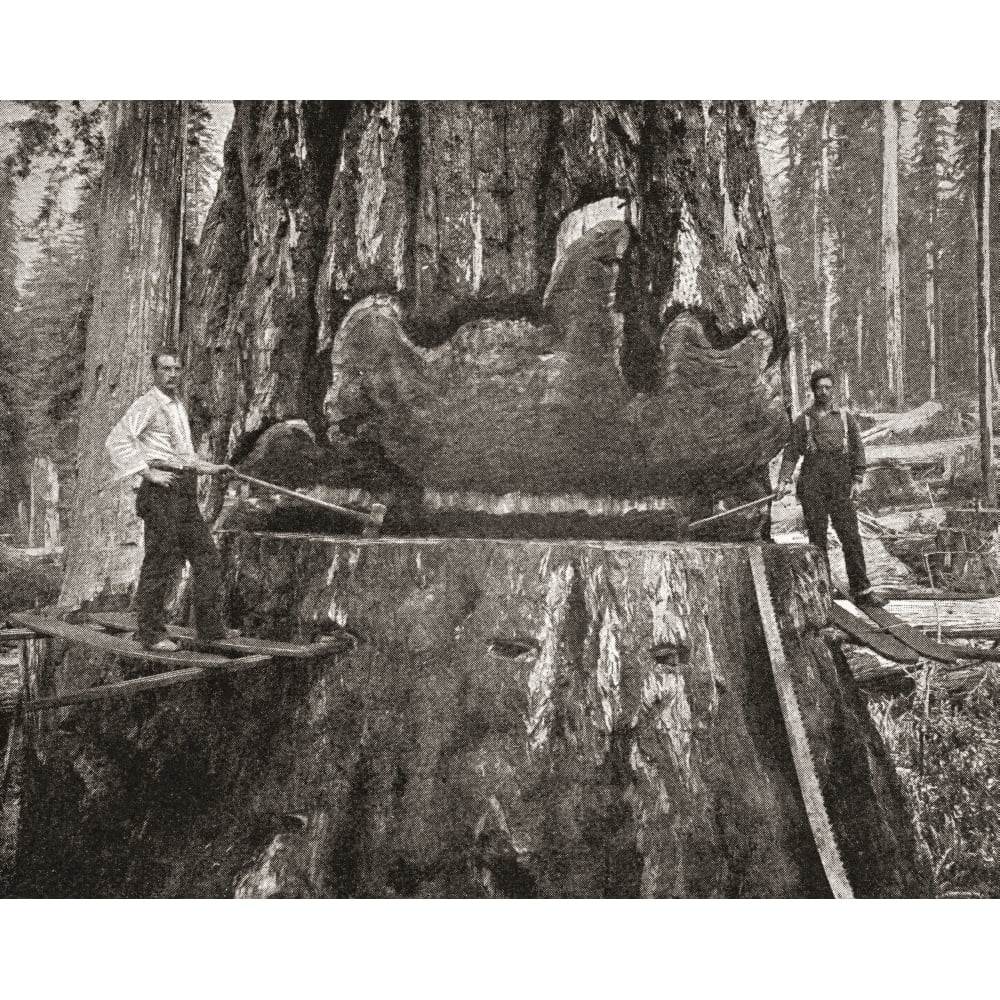 Cutting down a giant California Redwood tree in the late 19th century From The Strand Magazine