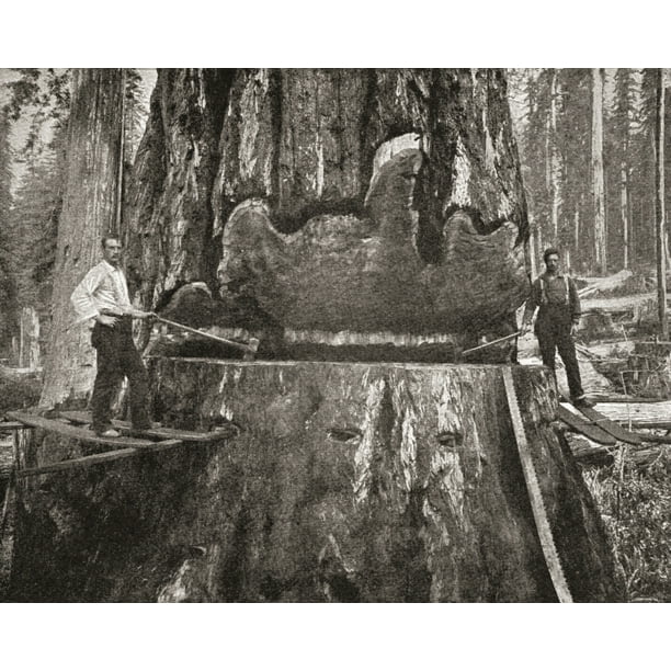 Cutting down a giant California Redwood tree in the late 19th century