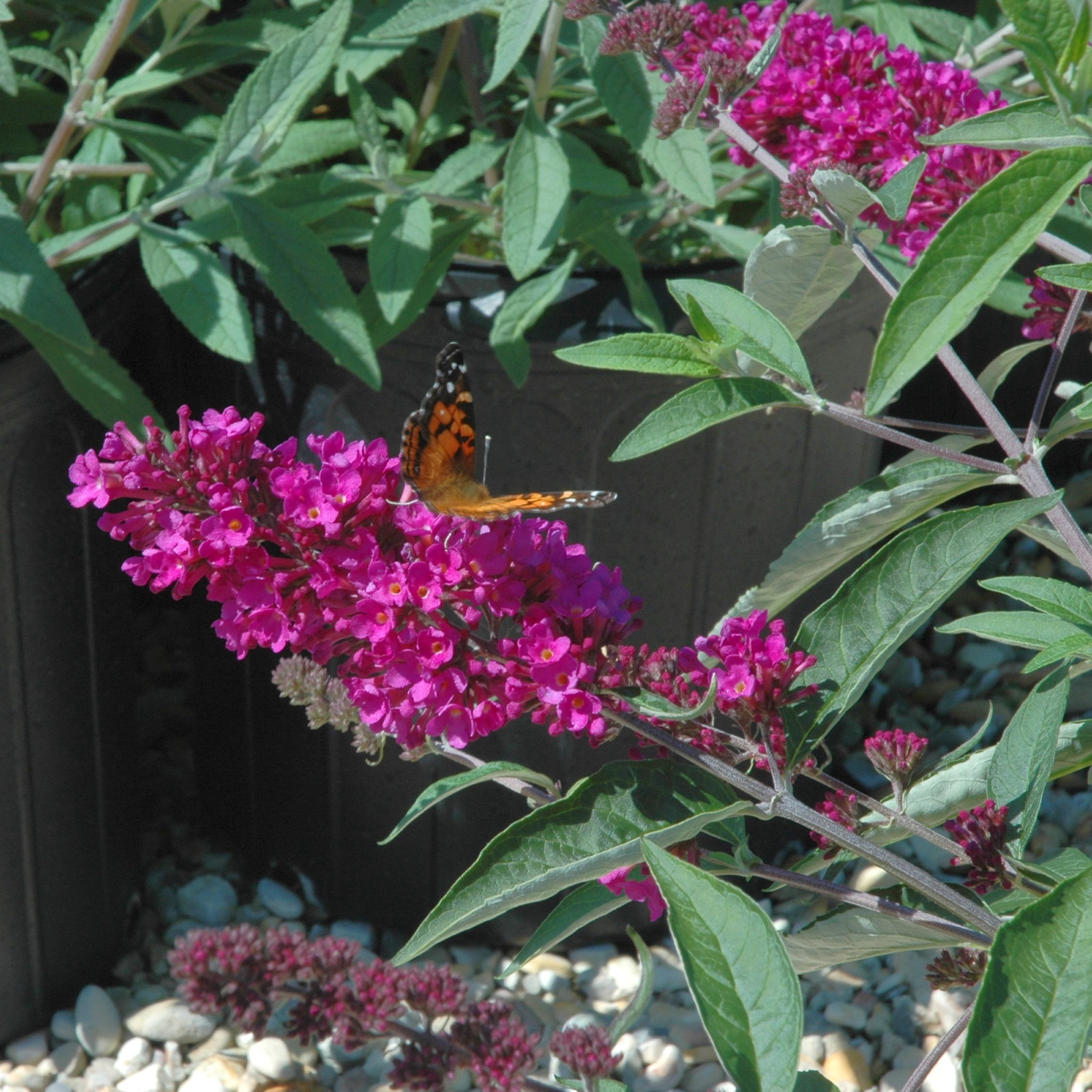 4 in. Buddleia Tutti Fruiti Live Shrub with Multicolor Flowers (3-Pack)
