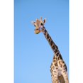 thumbnail image 2 of A giraffe against a blue sky;Africa Poster Print, 2 of 2