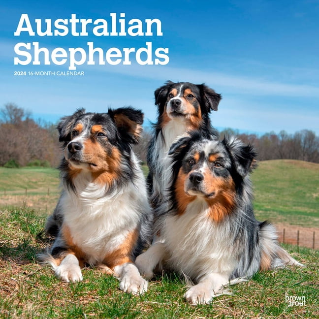 Australian Shepherds 2024 Square (Calendar)