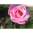 thumbnail image 4 of 5 PINK ROSE Rosa Bush Shrub Perennial Flower Seeds, 4 of 6