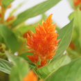 thumbnail image 3 of Expert Gardener 14" Orange Celosia Live Plants in 7" Grower Pot Full Sun, 3 of 7