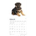 thumbnail image 3 of The Beauty of German Shepherd Puppies | 2024 12x24" Wall Calendar | StarGifts, 3 of 8