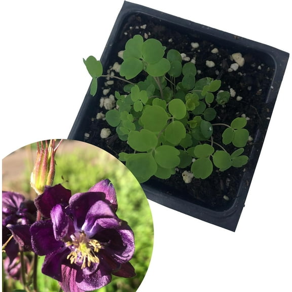 Purple Columbine (Aquilegia vulgaris) Organic Plant in 2.5-inch Pot by Smoke Camp Crafts - Spring Ephemeral Flower