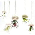 thumbnail image 2 of Injueey Maceta colgante de caracol de mar de 5 piezas, adorno de jardinería para el hogar, diseño de escena, soporte para plantas, soportes Jardín y Patio, 2 of 6