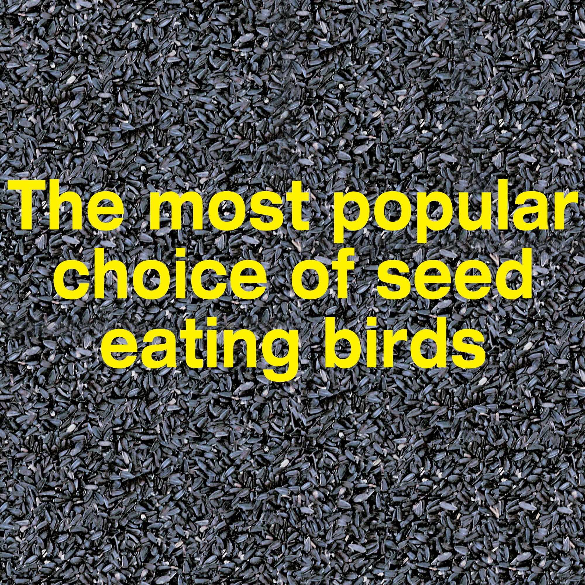 WILD BIRD FEED FOOD SEED 20 Lbs Pennington Black Sunflower Feeder Garden Pet Bag