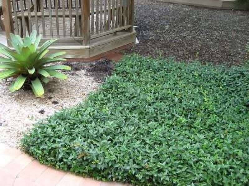 Classy Groundcovers, Asiatic Jasmine, Dwarf Asian Jasmine, Japanese Star Jasmine, Minima Jasmine, Yellow Star Jasmine (25 Pots, 3 1/4 inch square)
