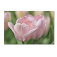 thumbnail image 2 of Trademark Fine Art 'Pink Tulip Baronesse' Canvas Art by Cora Niele, 2 of 4