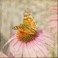 thumbnail image 3 of Murdock, Ramona 20x20 Black Modern Framed Museum Art Print Titled - Tattered Butterfly, 3 of 5