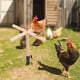 thumbnail image 4 of Juguetes Soporte De Madera Para Pollos, Juguete Multifuncional Para Entrenamiento De Pájaros, Rama, Perca Con Enchufe De Tierra De Metal Para Loros, Aves De Corral, Gallo, 4 of 7