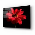 thumbnail image 2 of Epic Art 'Red Flower on Black 01' by Tom Quartermaine, Acrylic Glass Wall Art, 16"x12", 2 of 8