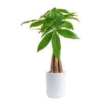 Free Shipping! Costa Farms Live 42-inch Tall, Easy to Grow Clean Air ...
