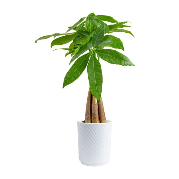 Costa Farms 16" Pachira Braided Money Tree Indoor Live House Plants in 4" Décor Pot