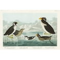thumbnail image 2 of Audubon, John James 14x11 White Modern Wood Framed Museum Art Print Titled - Black-throated Guillemot, Nobbed-billed Auk, Curled-crested Auk and Horned-billed Guillemot, 2 of 4