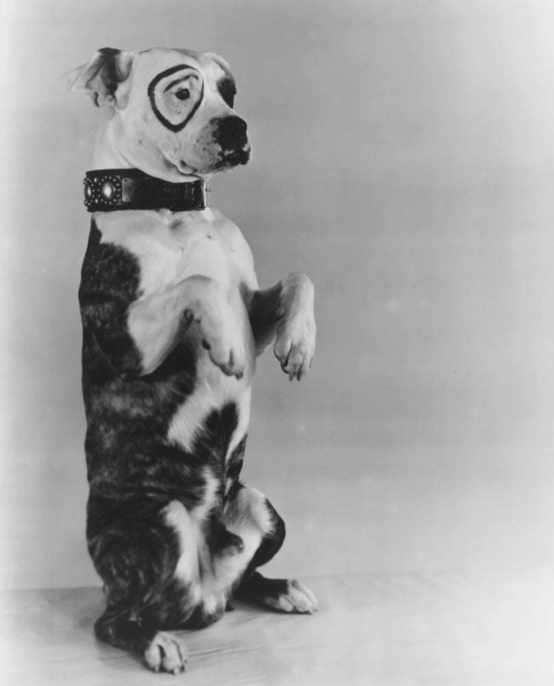 Pete the pup portrait 8 x 10 walmart walmart