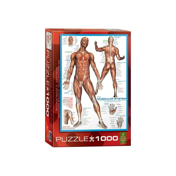 EurographicsPuzzles - Système Musculaire - puzzle - 1000 Pièces