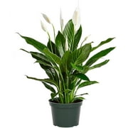 Peace Lily Plant, Live Indoor Houseplant with Flowers Potted in Nursery Pot, Air Purifying Potting Soil, Birthday, Home and Room Decor