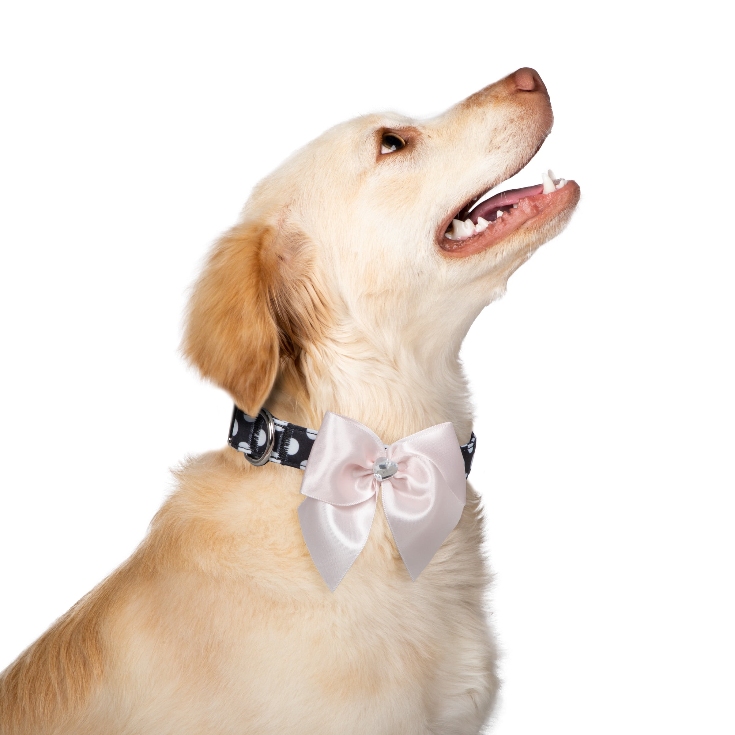 Christian Siriano Pet, Polka Dot Bow and Heart Print, Fashion Dog Collars, Pink, M, 2 Piece Set