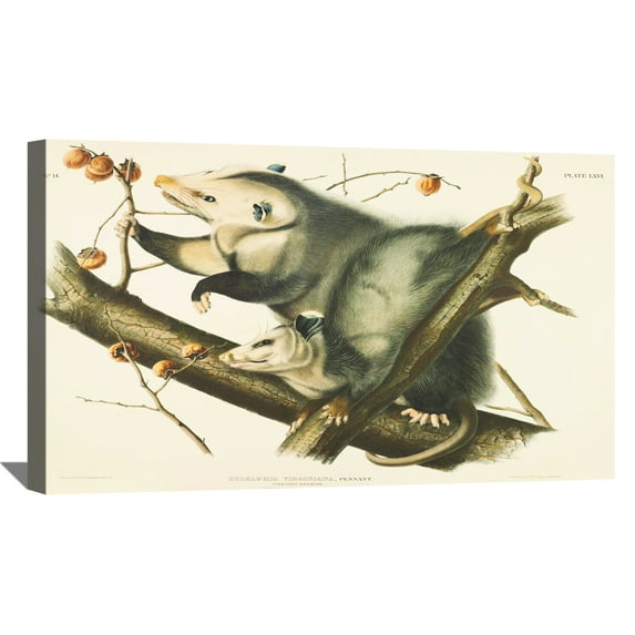 John James Audubon Painting Didelphis Virginiana By Audubon Canvas Art Birds Framed Wall Art