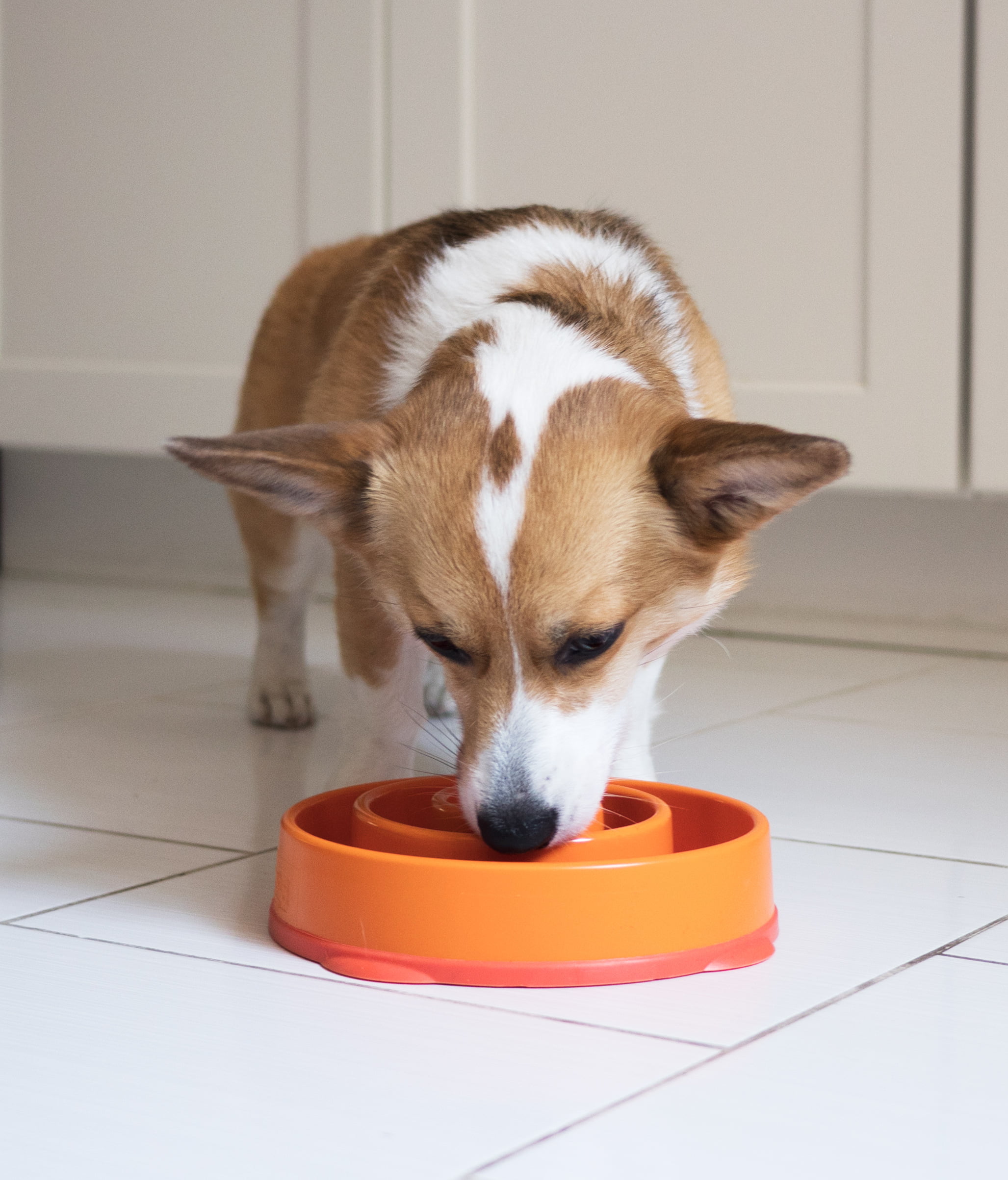 Outward Hound Fun/Slow Feeder For Dogs - Large/Regular (Orange) – P
