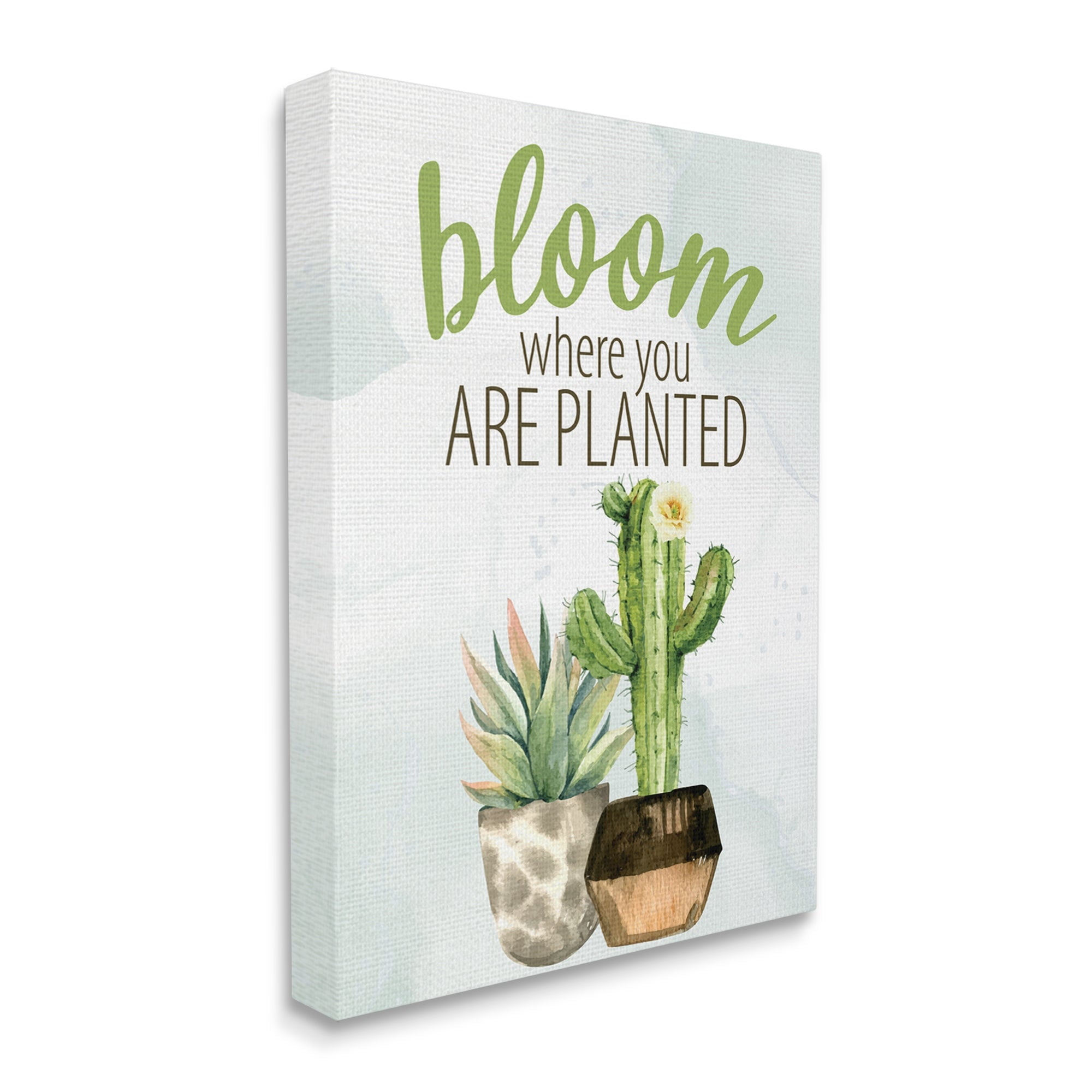 Stupell Industries Bloom Where You Are Planted Cactus Succulent Graphic Art Gallery Wrapped Canvas Print Wall Art, Design by Kim Allen