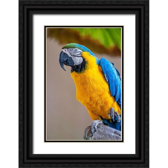 Engelbrecht, Lisa S. 17x24 Black Ornate Wood Framed with Double Matting Museum Art Print Titled - Blue-and-yellow Macaw