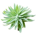 thumbnail image 1 of Coofit Artificial Succulent DIY Creative Plastic Mini Faux Succulent Artificial Plant, 1 of 6